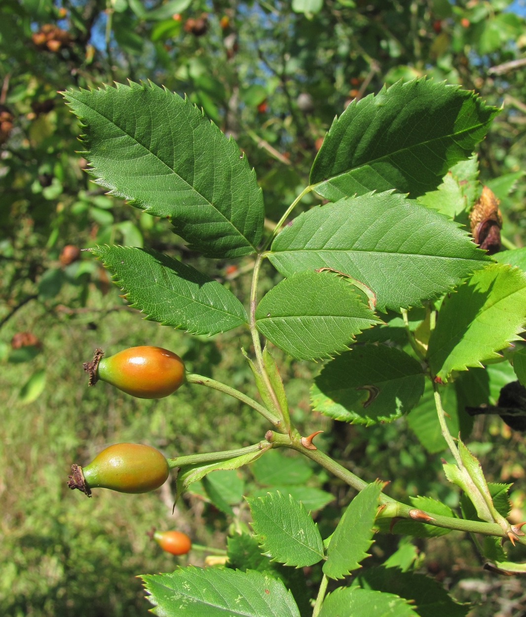 Image of Rosa canina specimen.