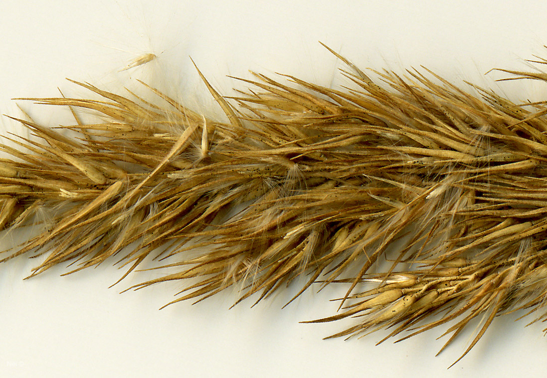 Image of Calamagrostis epigeios specimen.