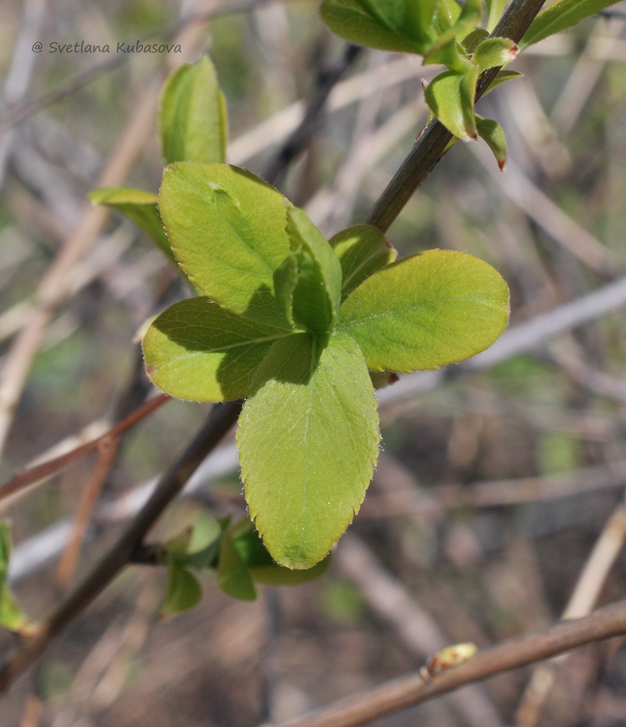 Image of Spiraea alba specimen.