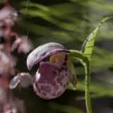 Cypripedium guttatum