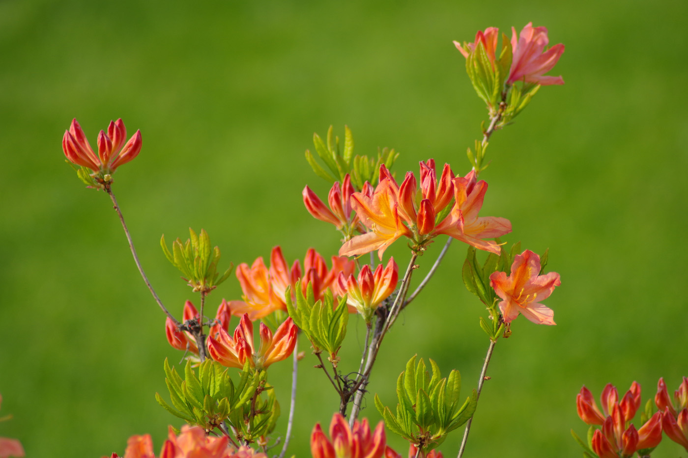 Изображение особи род Rhododendron.