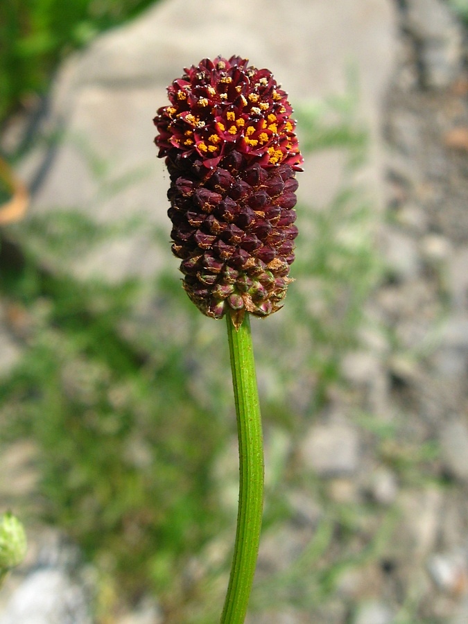 Изображение особи Sanguisorba officinalis.