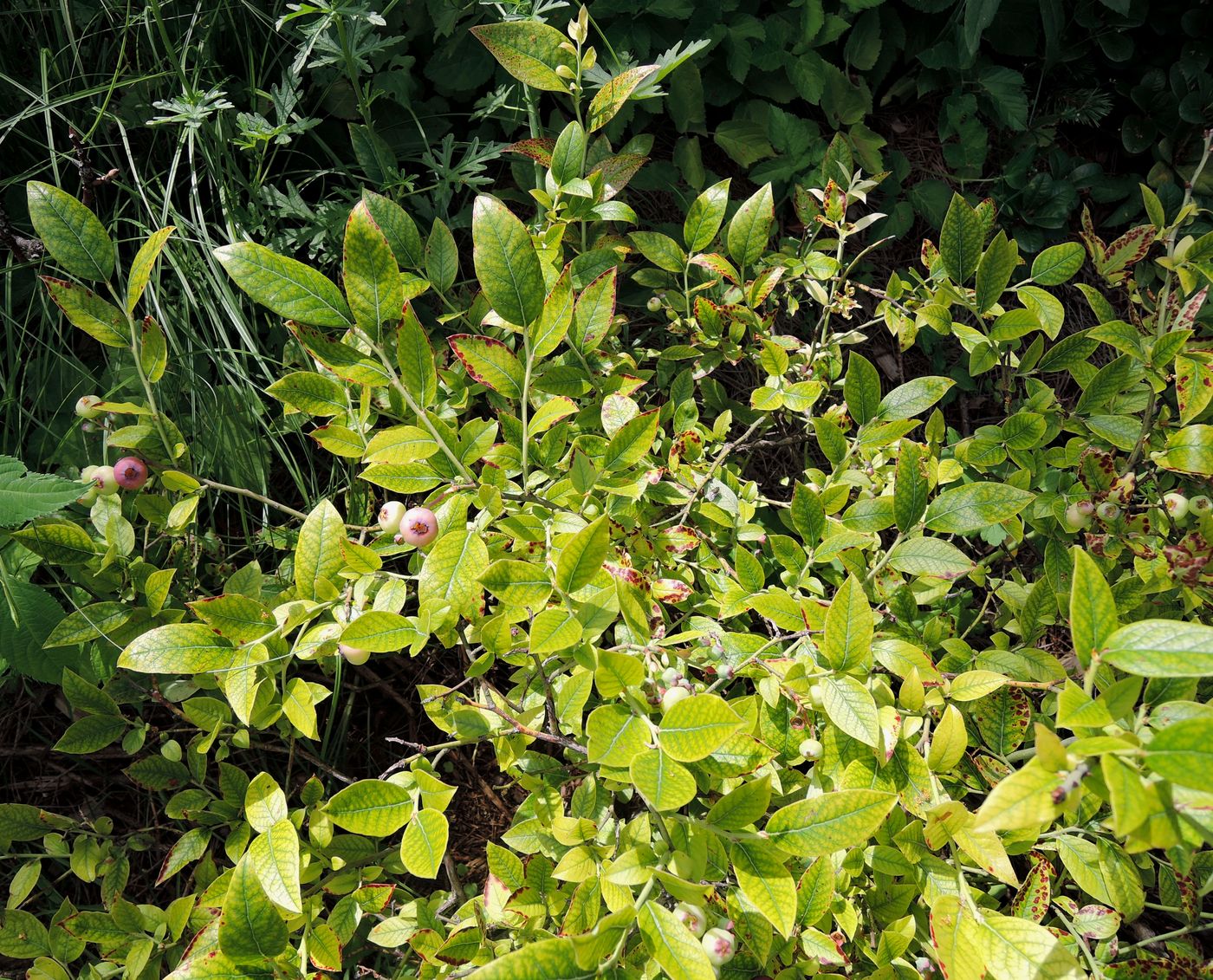 Image of Vaccinium corymbosum specimen.