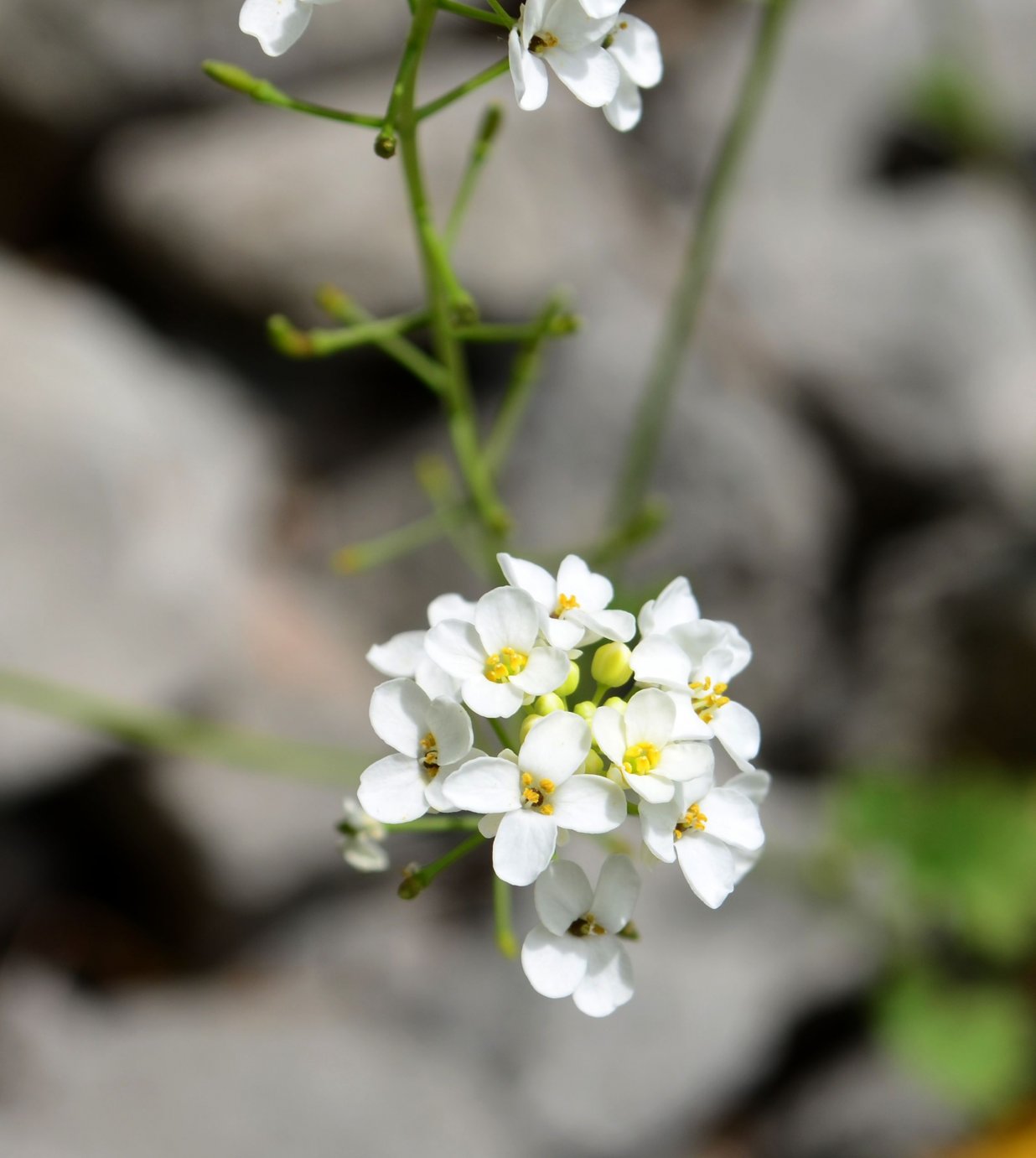 Image of Sobolewskia sibirica specimen.