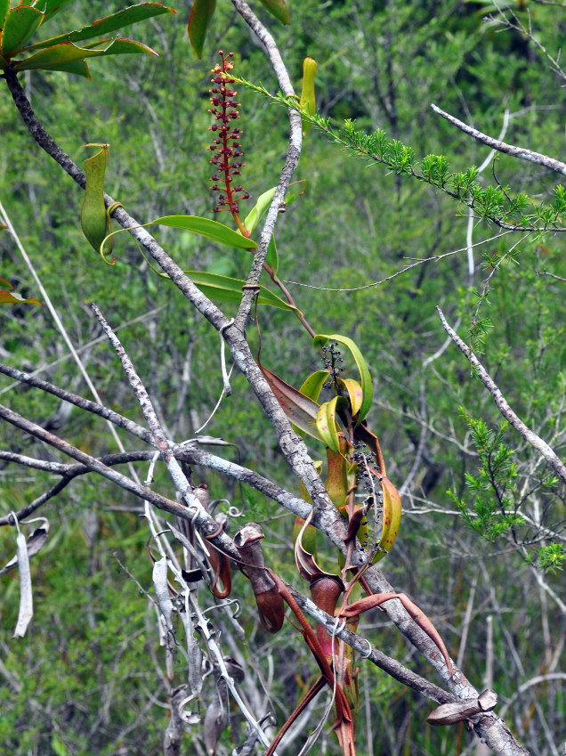 Изображение особи Nepenthes gracilis.