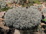 Cladonia rangiferina. Талломы с апотециями. Краснодарский край, Абинский р-н, окр. пос. Новый, дубовый лес. 13.06.2017.