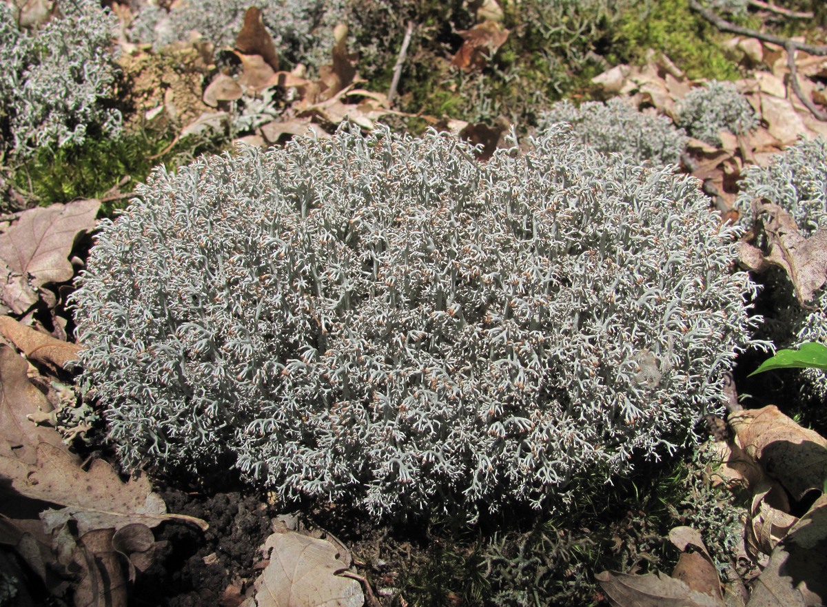 Image of Cladonia rangiferina specimen.