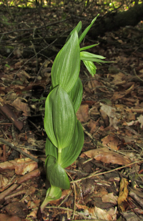 Image of Epipactis leptochila specimen.