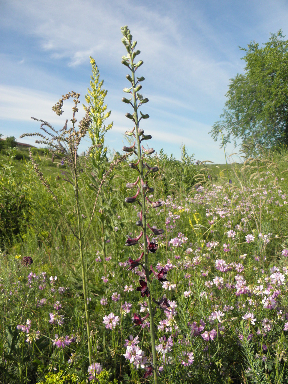 Image of Delphinium puniceum specimen.