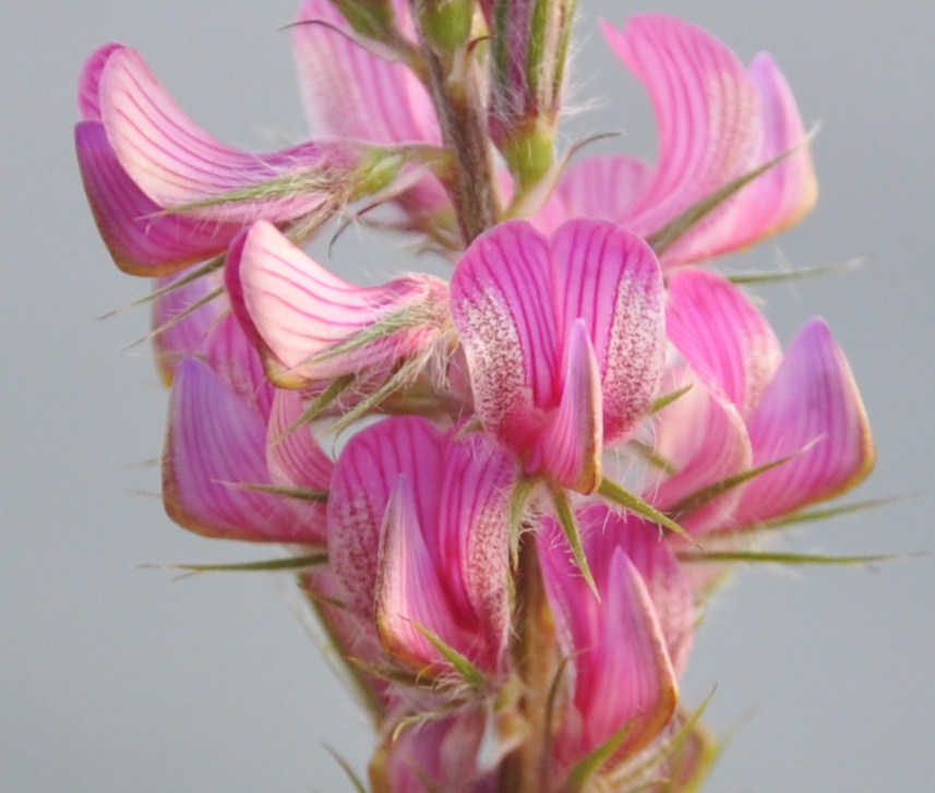 Image of Onobrychis gracilis specimen.