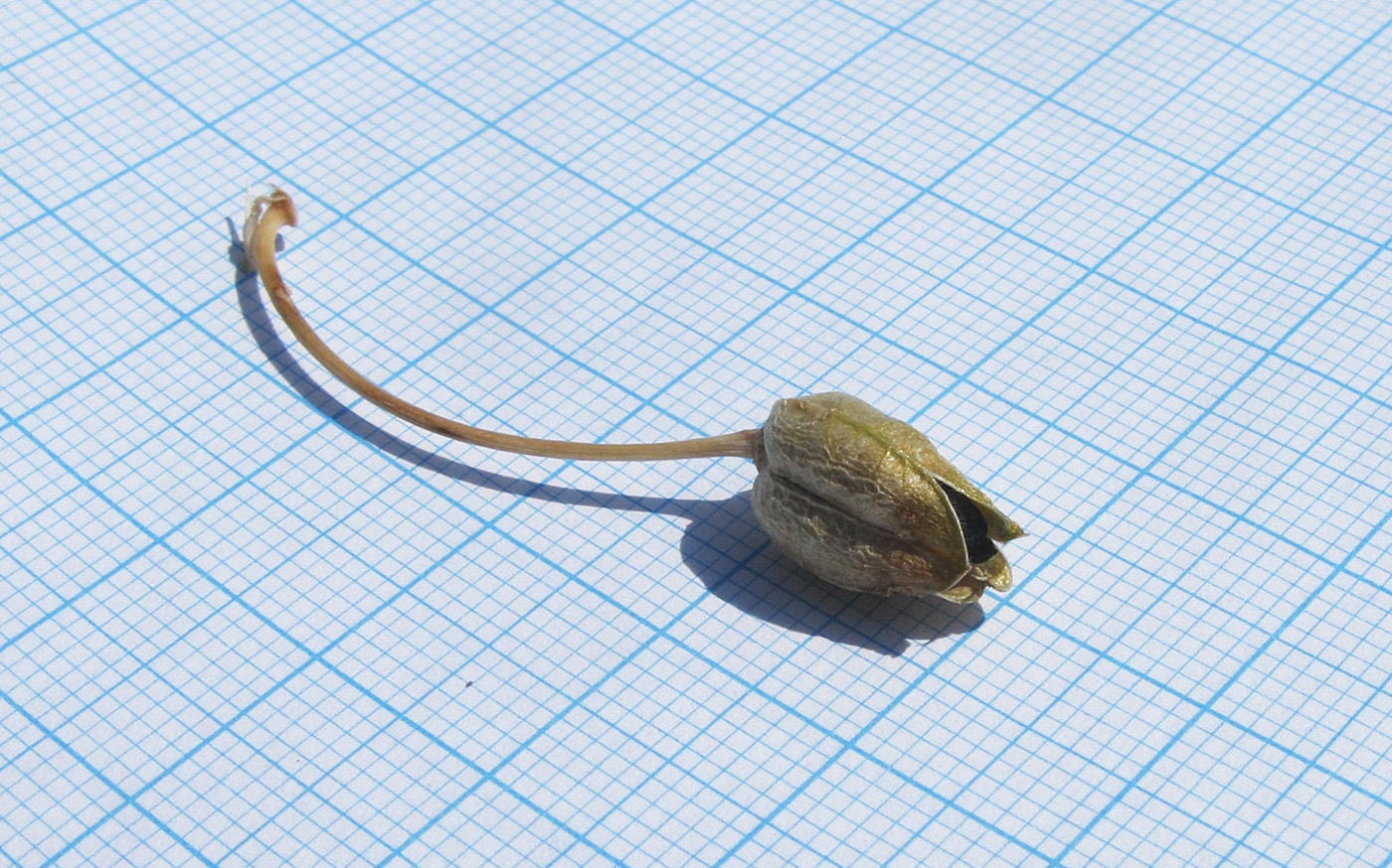 Image of Ornithogalum ponticum specimen.