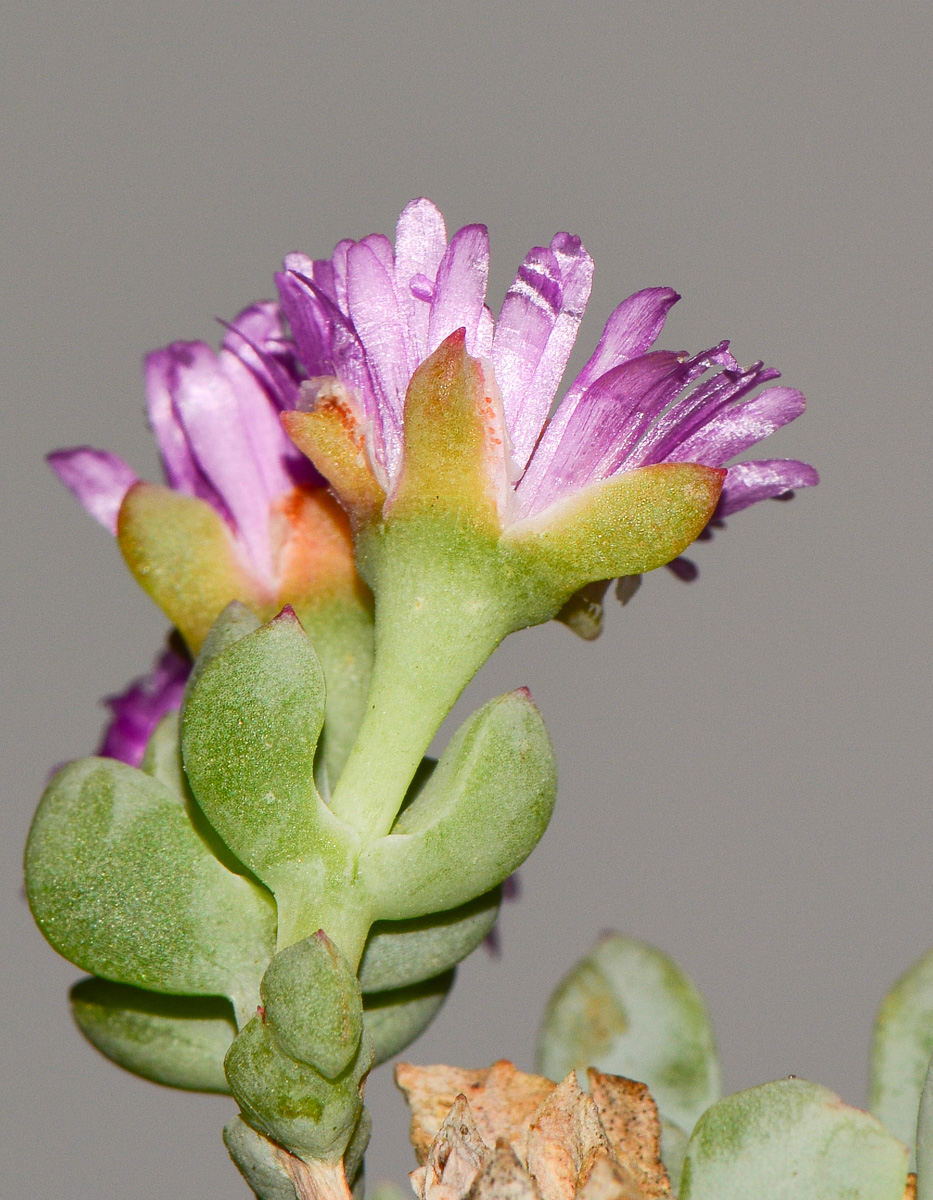 Изображение особи Lampranthus deltoides.