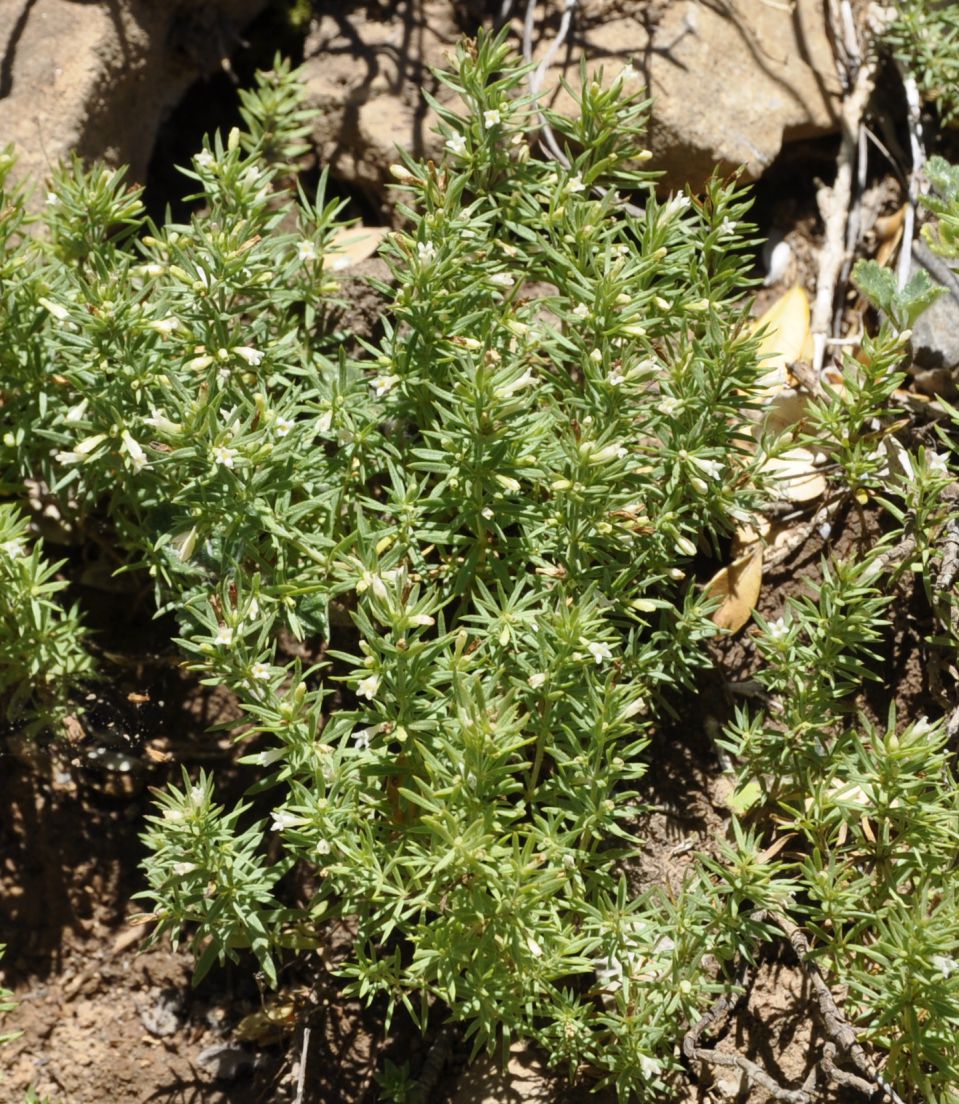 Image of Asperula muscosa specimen.