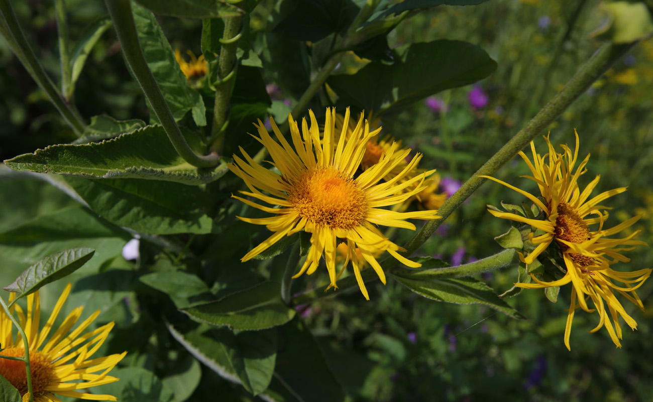 Image of Inula helenium specimen.