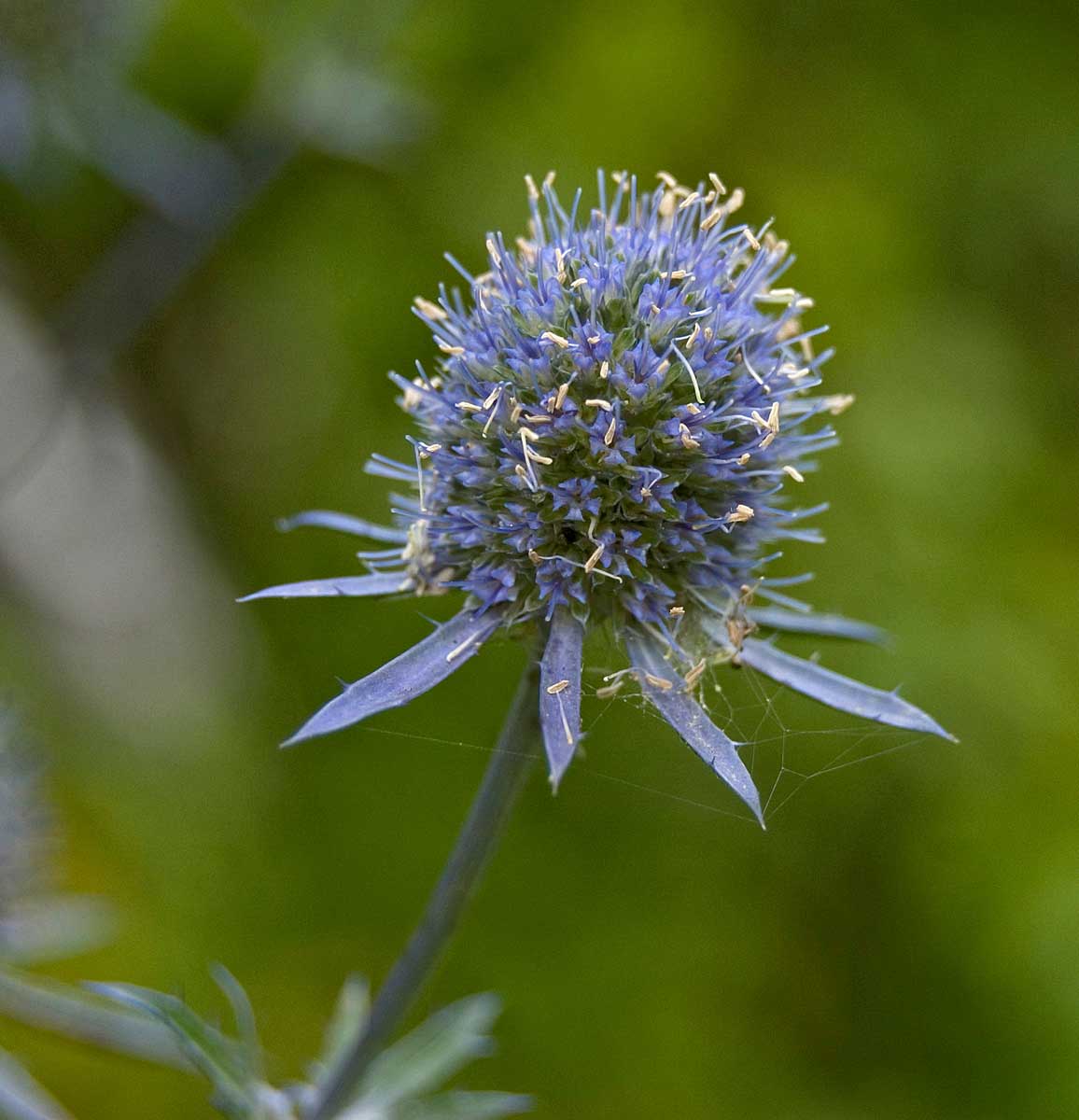 Изображение особи Eryngium planum.