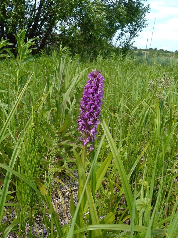 Изображение особи Dactylorhiza incarnata.