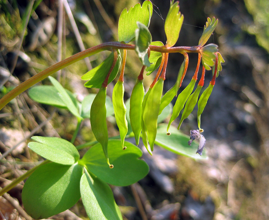 Изображение особи Corydalis solida.