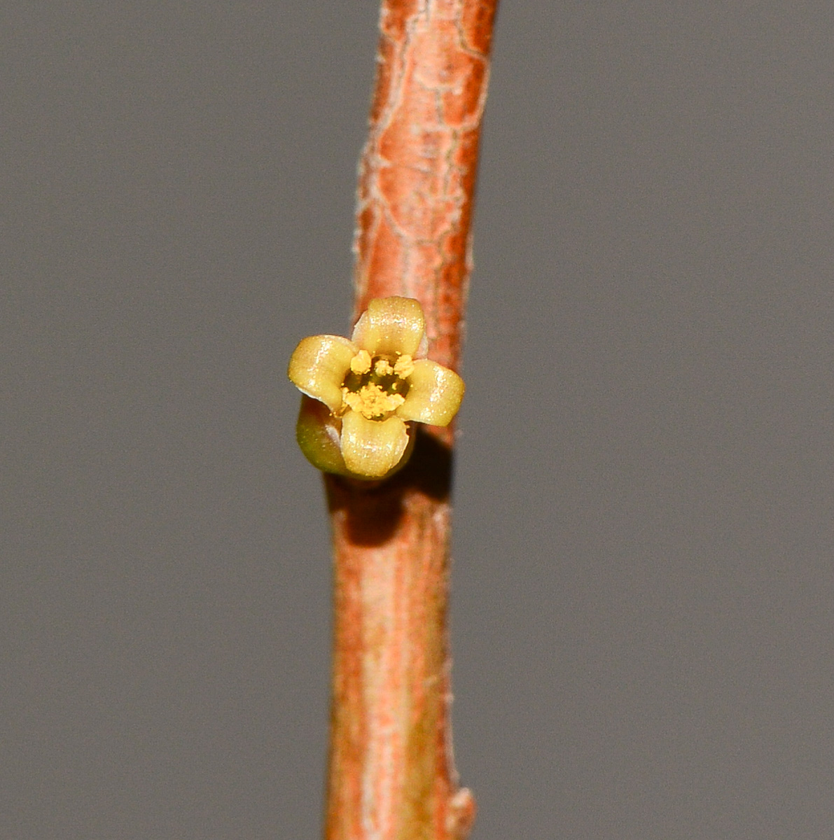 Image of Commiphora habessinica specimen.