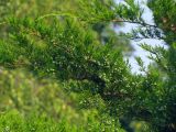 Juniperus &times; pfitzeriana