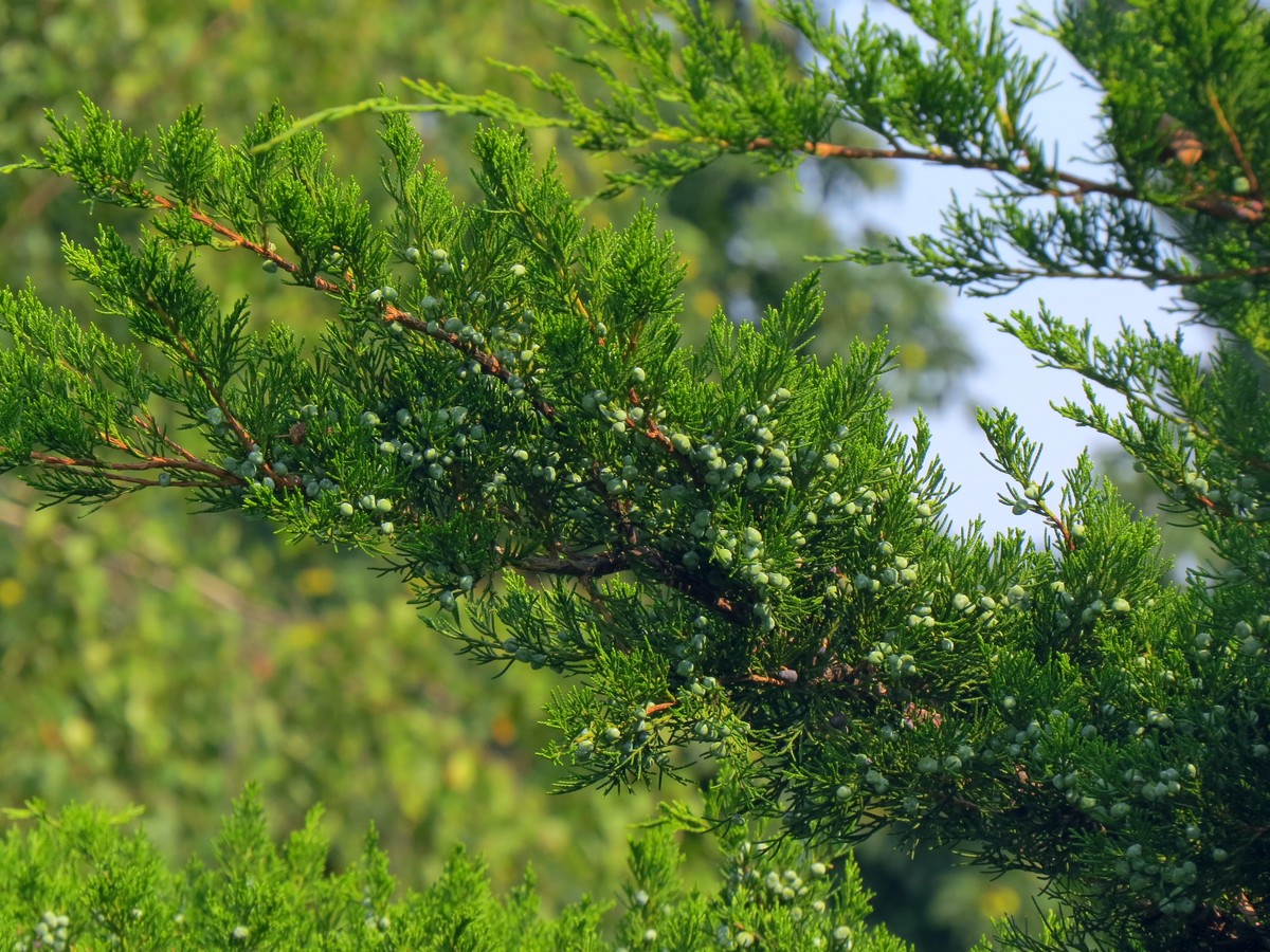 Image of Juniperus &times; pfitzeriana specimen.