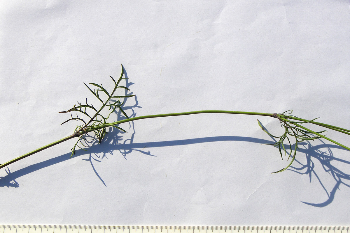 Image of Scabiosa bipinnata specimen.