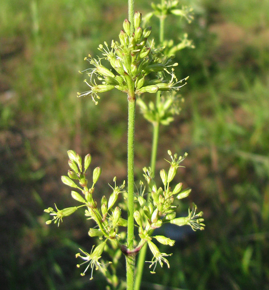 Image of Silene chersonensis specimen.