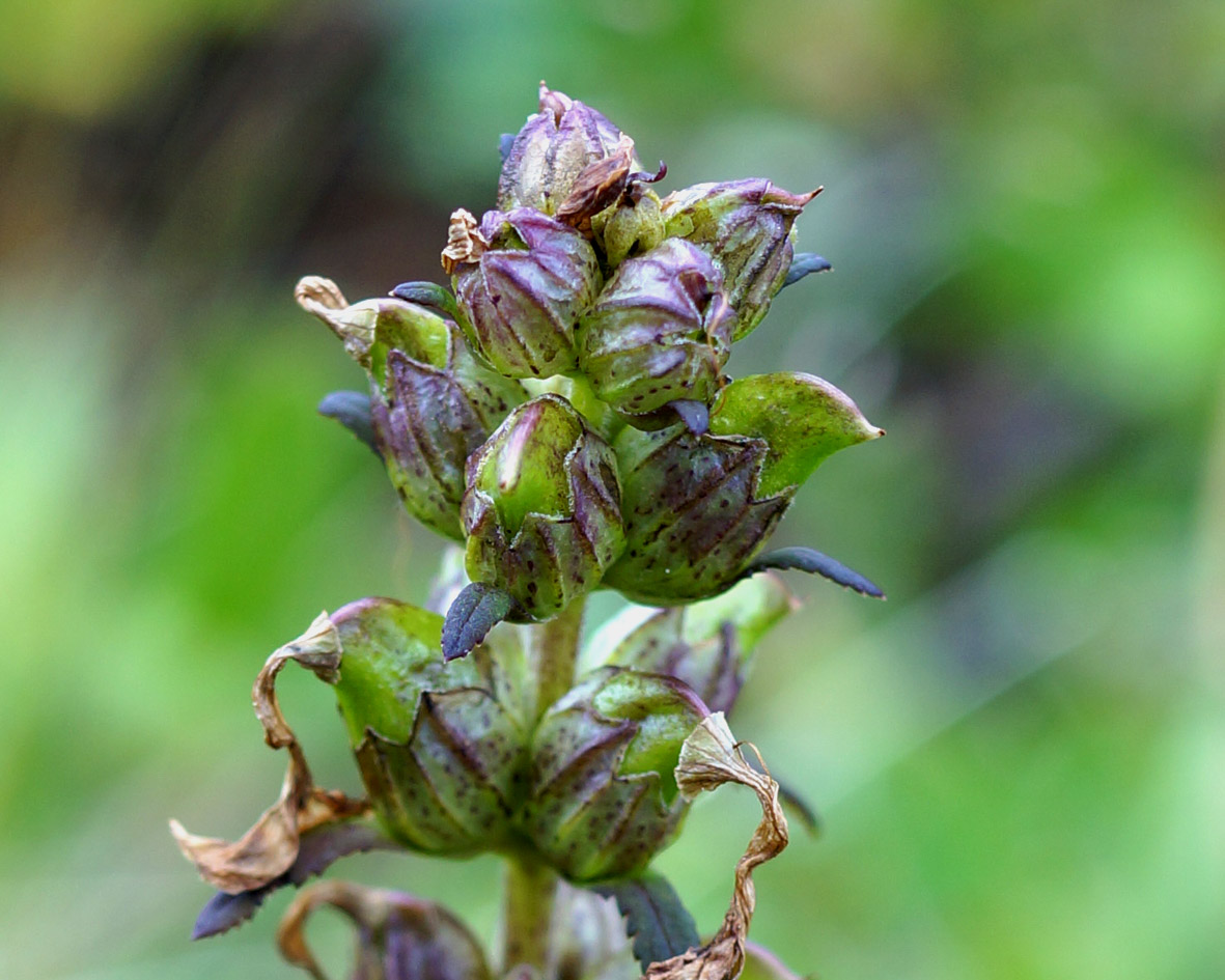 Image of Pedicularis chamissonis specimen.