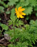 Pulsatilla aurea