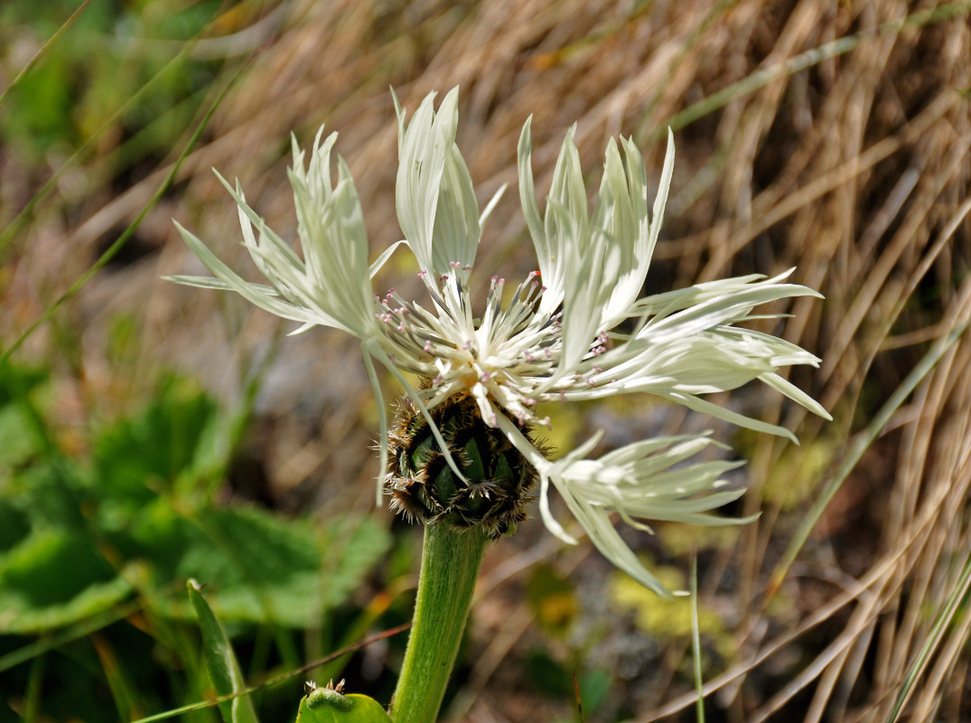 Изображение особи Centaurea cheiranthifolia.