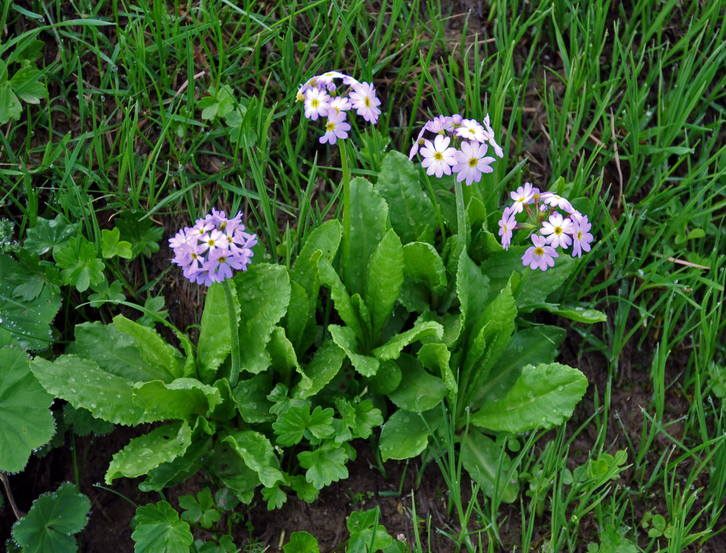 Image of Primula algida specimen.