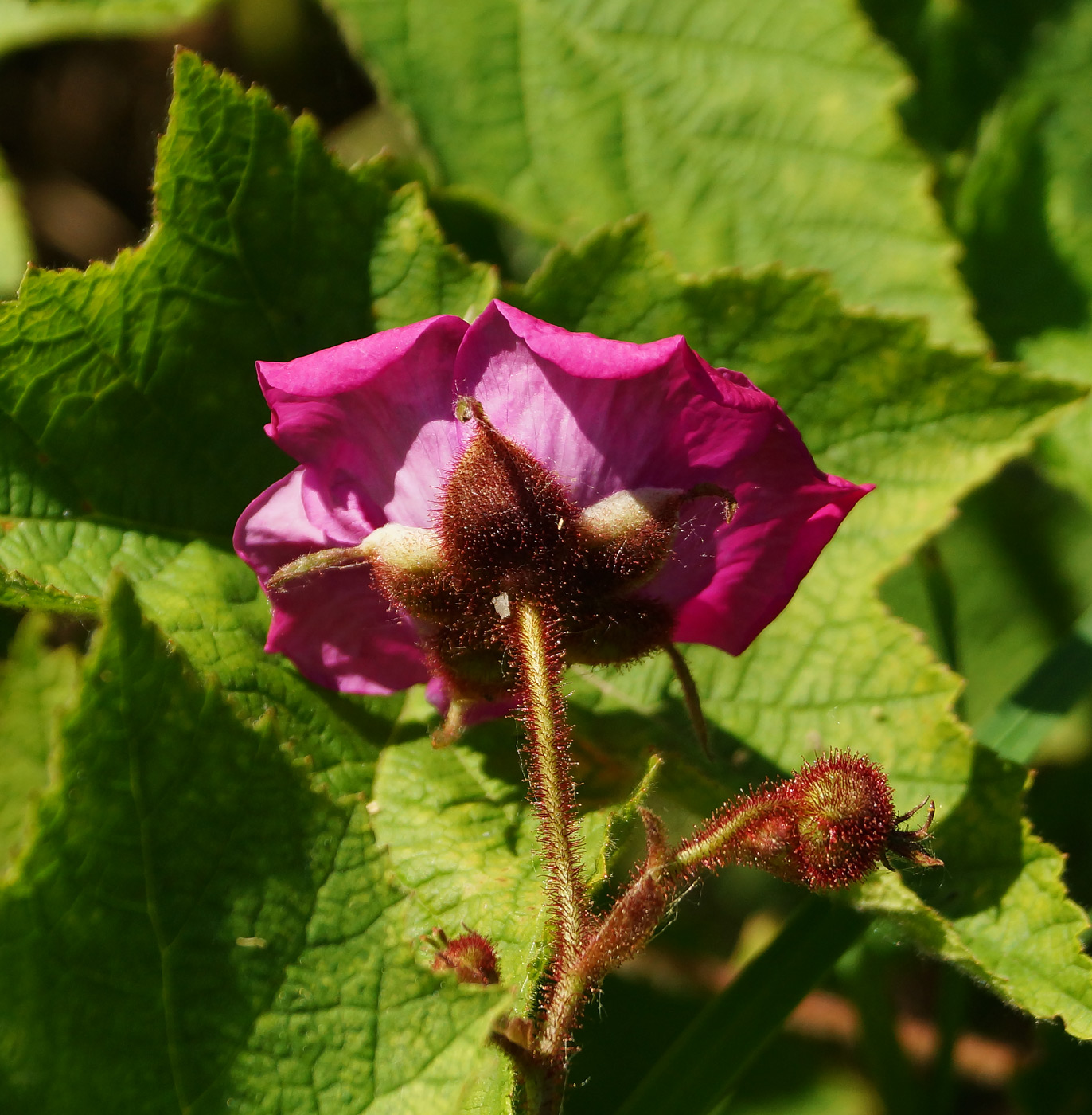 Изображение особи Rubus odoratus.