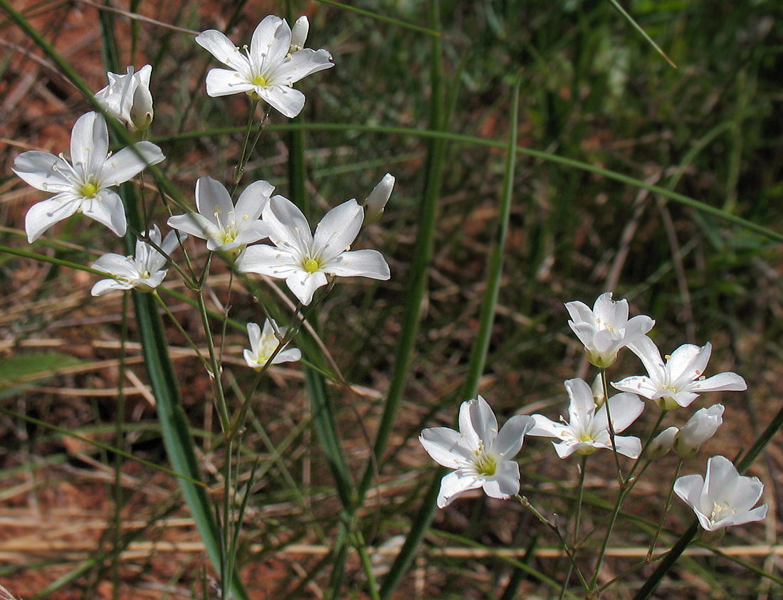 Image of Eremogone koriniana specimen.