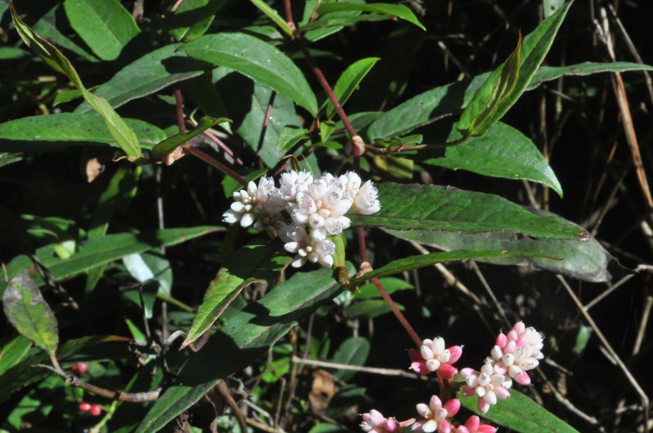 Image of familia Polygonaceae specimen.