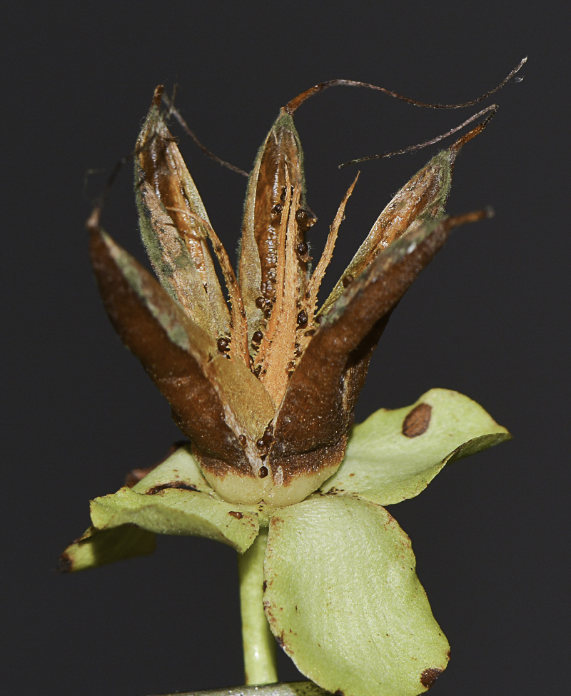 Image of Hypericum calycinum specimen.