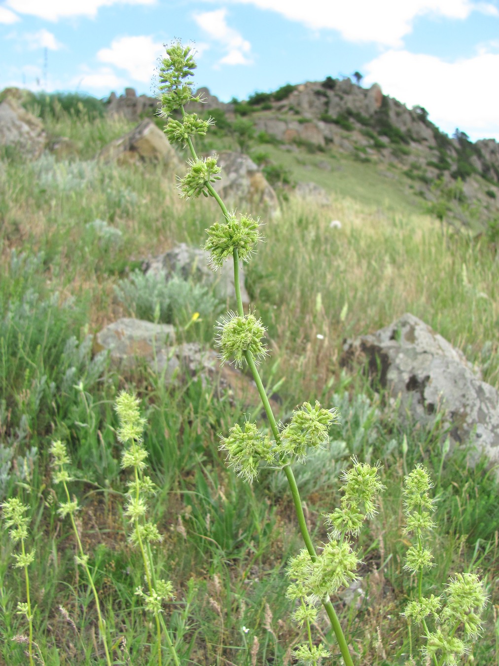 Image of Silene densiflora specimen.