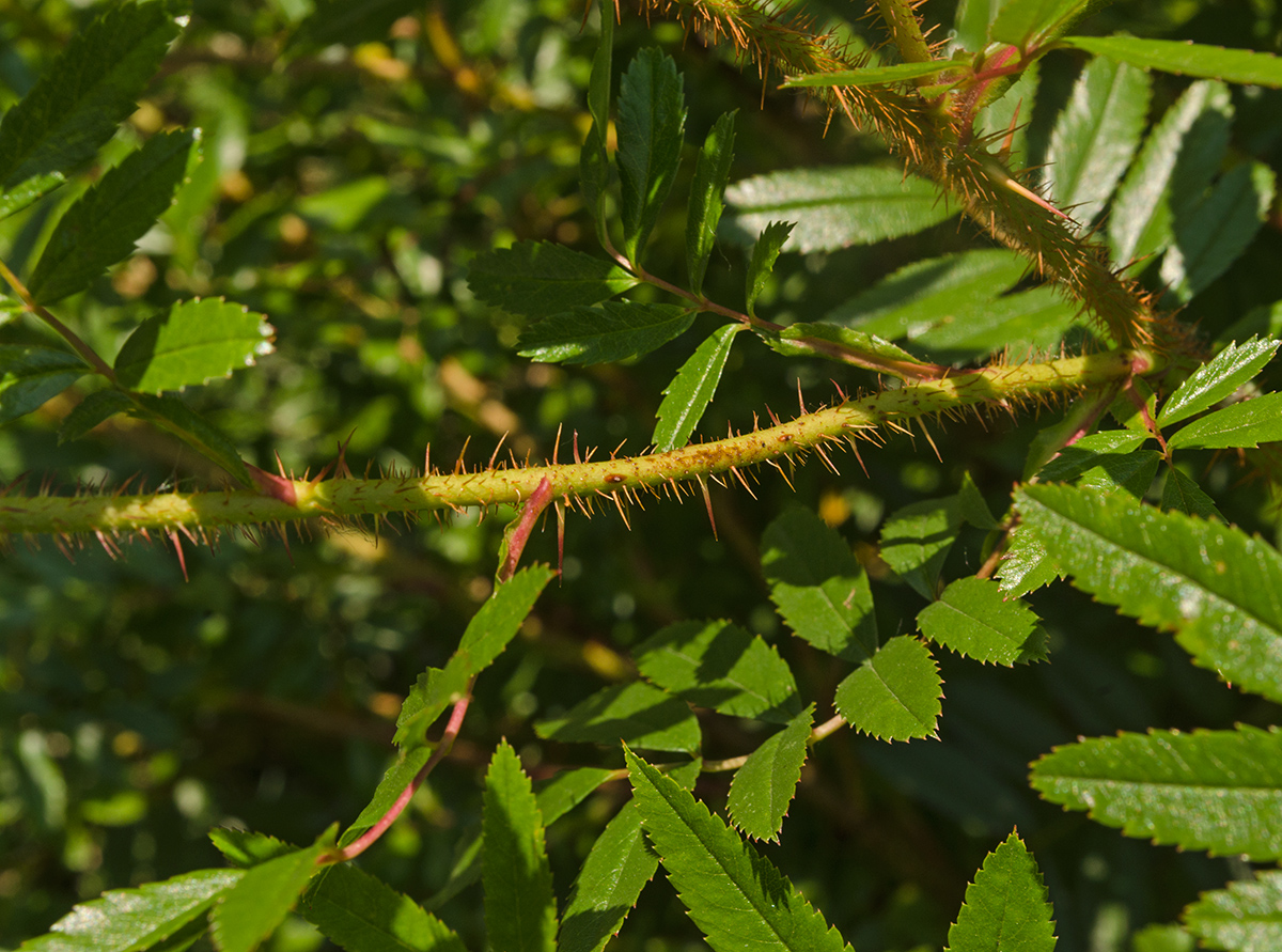 Image of genus Rosa specimen.