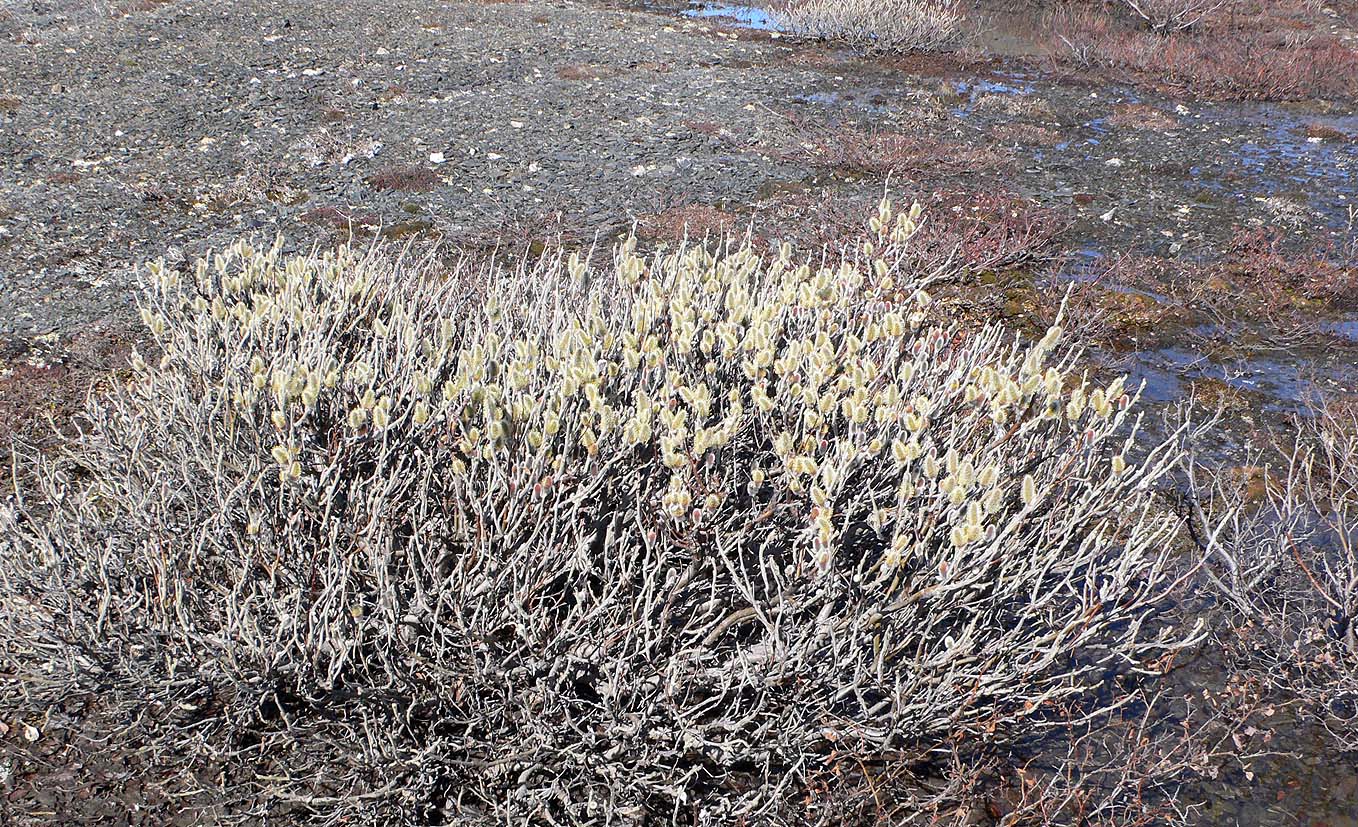 Image of genus Salix specimen.