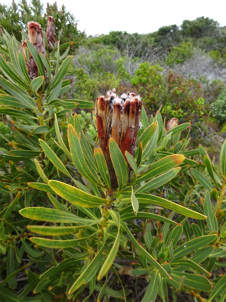 Изображение особи Protea lepidocarpodendron.