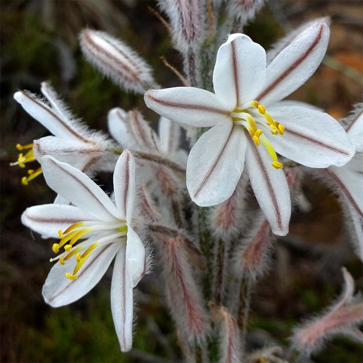 Image of Trachyandra hirsutiflora specimen.