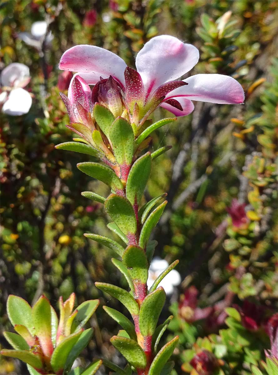 Image of Adenandra villosa specimen.