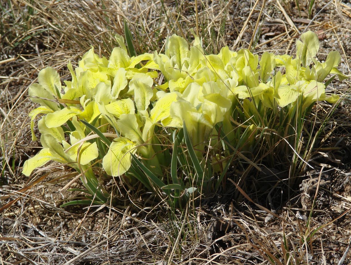 Изображение особи Iris potaninii.