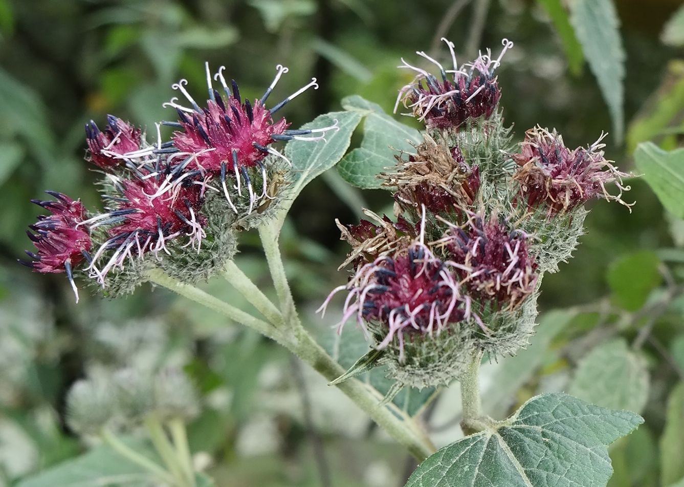 Image of Arctium tomentosum specimen.