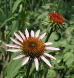 Echinacea purpurea. Соцветия. Краснодарский край, Кущёвский р-н, станица Шкуринская, в культуре. 20.06.2010.