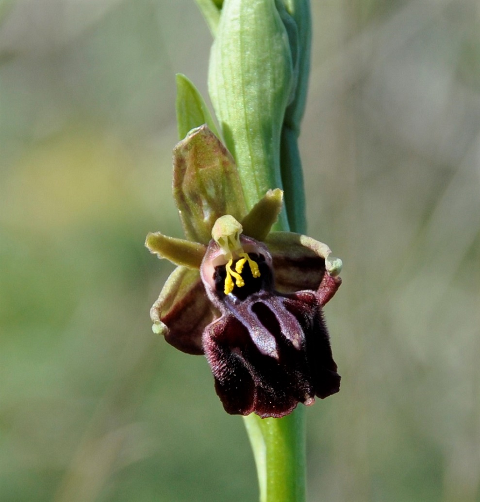 Image of Ophrys mammosa specimen.