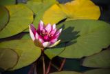 Nymphaea × marliacea