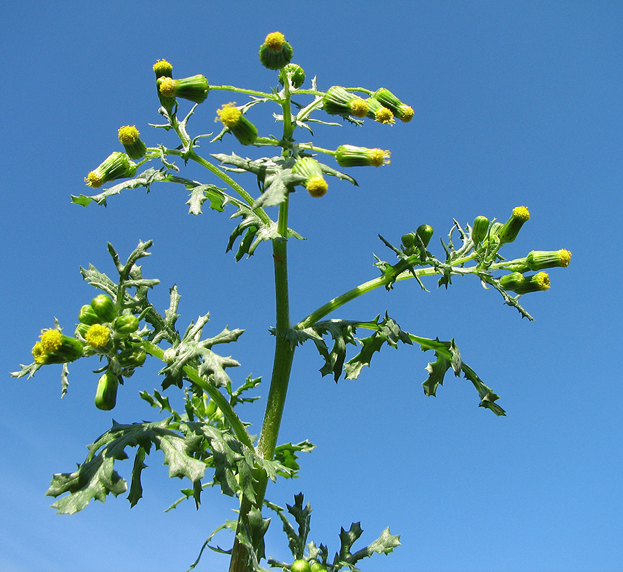 Изображение особи Senecio vulgaris.