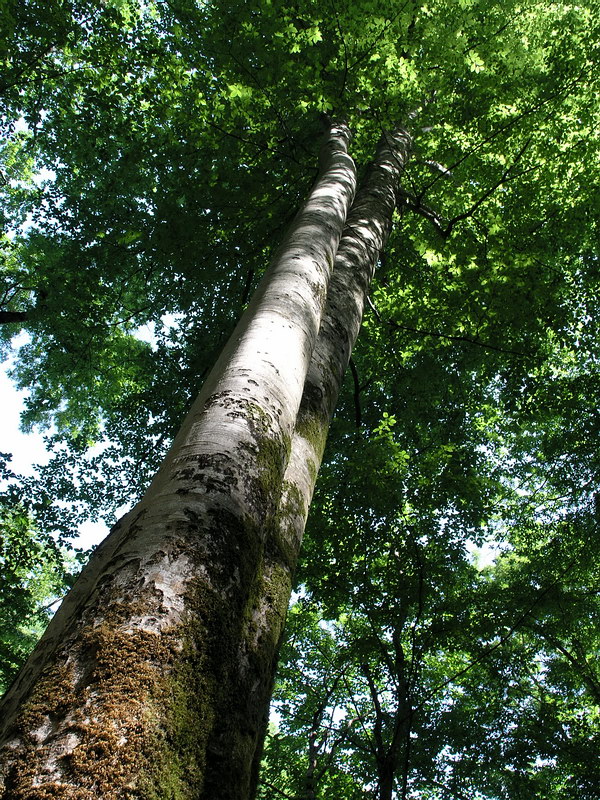 Изображение особи Fagus orientalis.