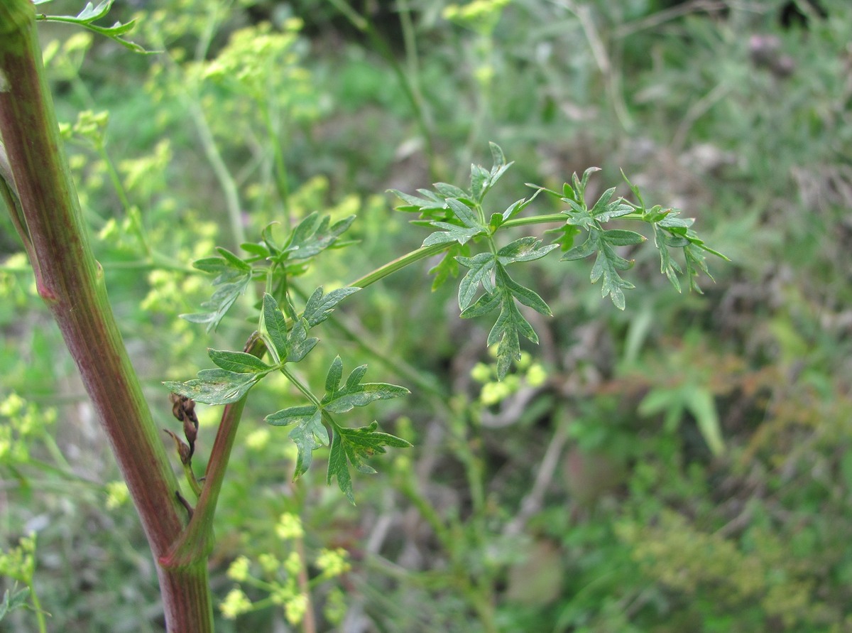 Изображение особи Xanthoselinum alsaticum.