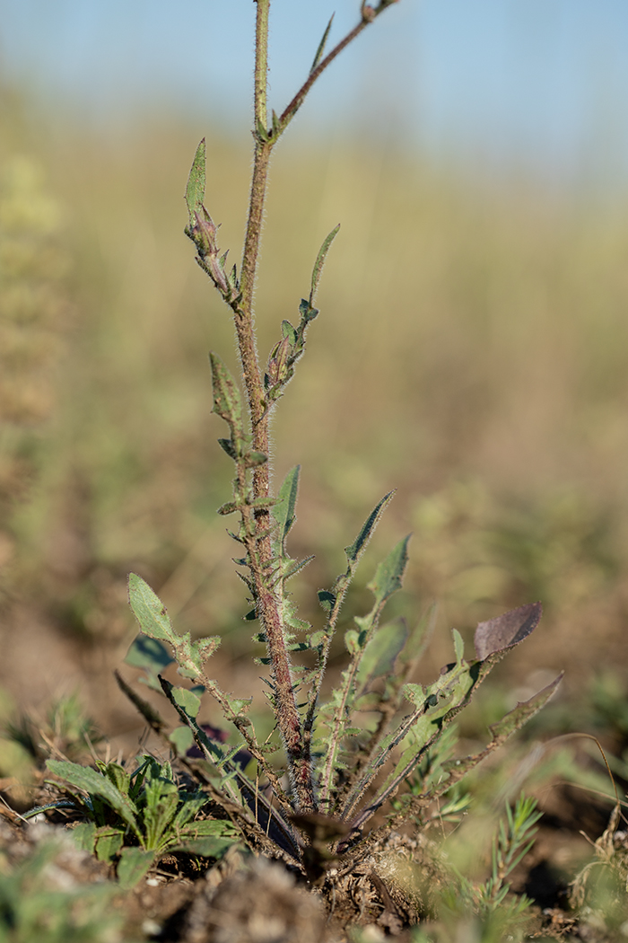 Image of Crepis rhoeadifolia specimen.