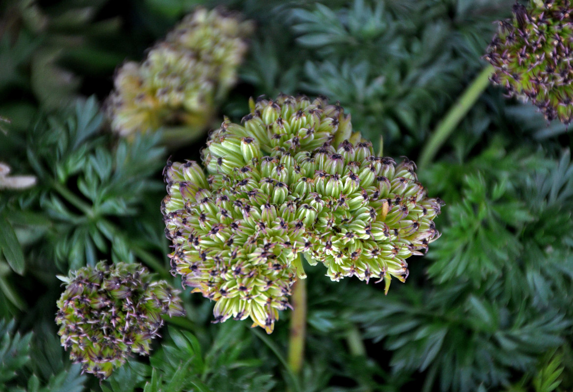 Image of Pachypleurum alpinum specimen.